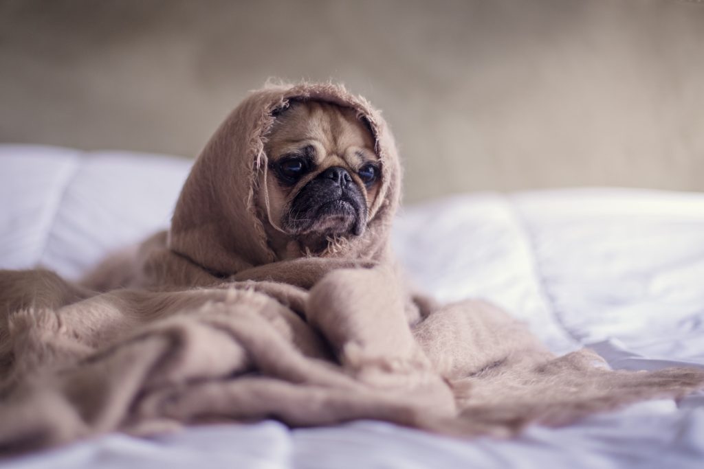 Bordetella vs Kennel Cough - Is There a Difference?